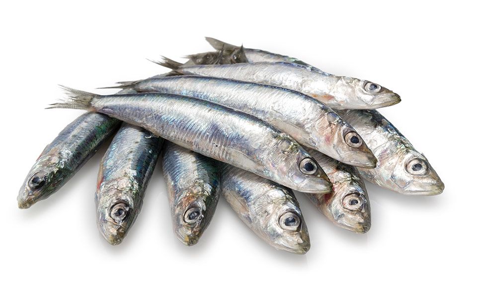 	Fresh Whole Thompson Fish