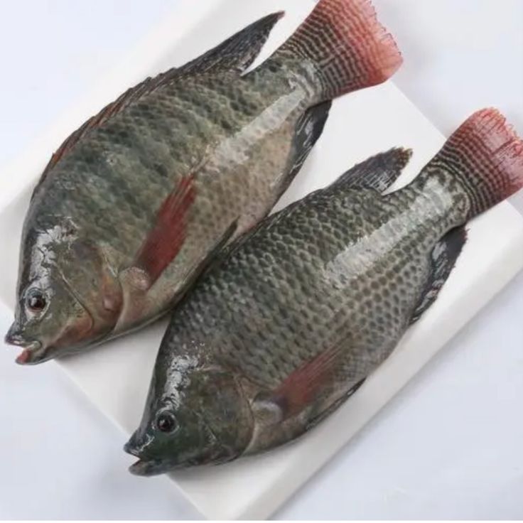 Fresh Whole Small Tilapia (300–500g Each)