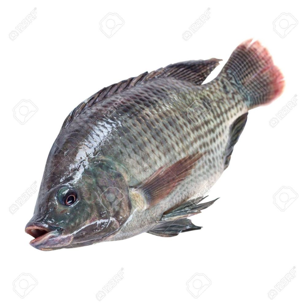 	Fresh Large Whole Tilapia – 1.7–2 kg (Cleaned, Descaled & Ready to Cook)